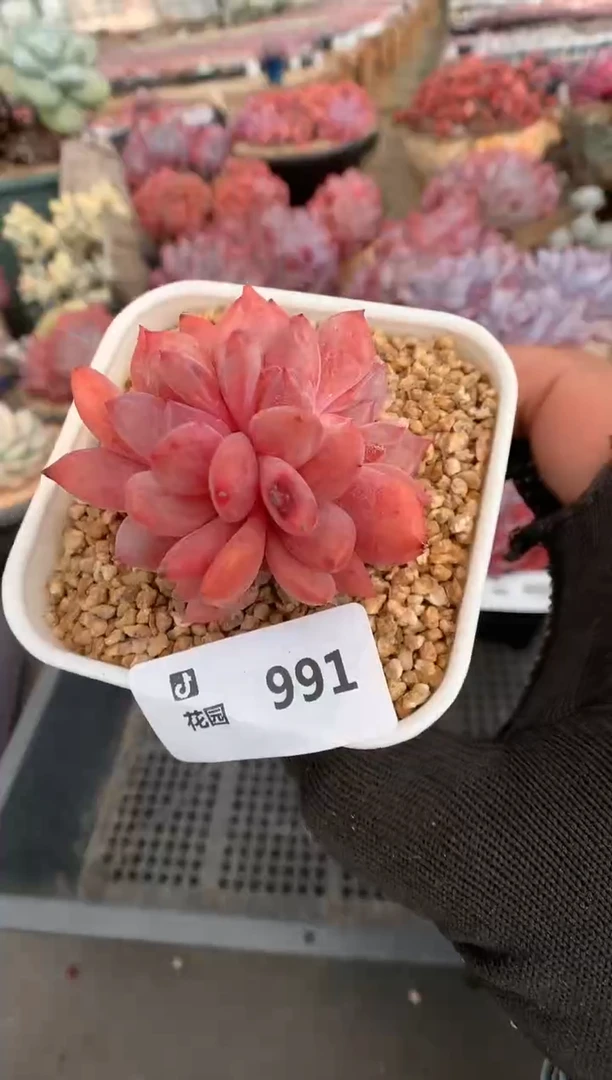 991雪天使一物一拍