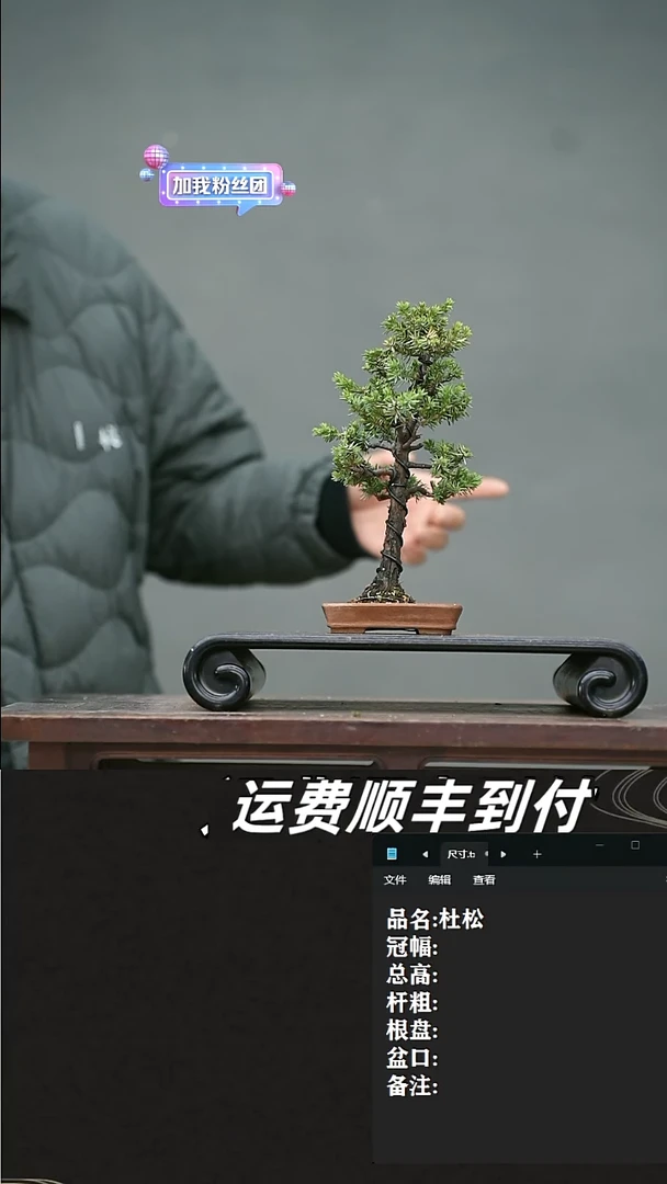 【闪购商品】13 老鸦柿