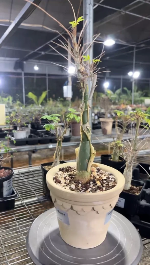 尤尼罗巴没药FC-6001