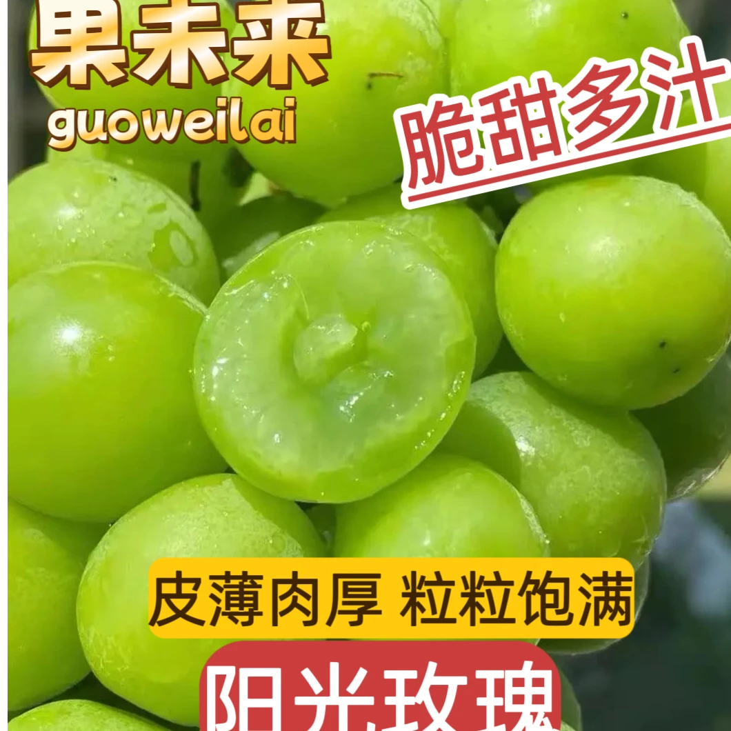 【果未来】顺丰包邮自家种植阳光玫瑰肉厚新鲜采摘应季水果