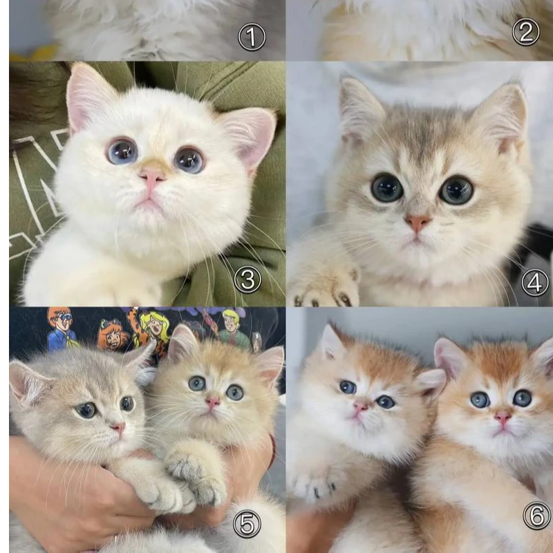 宠校长短毛金专拍