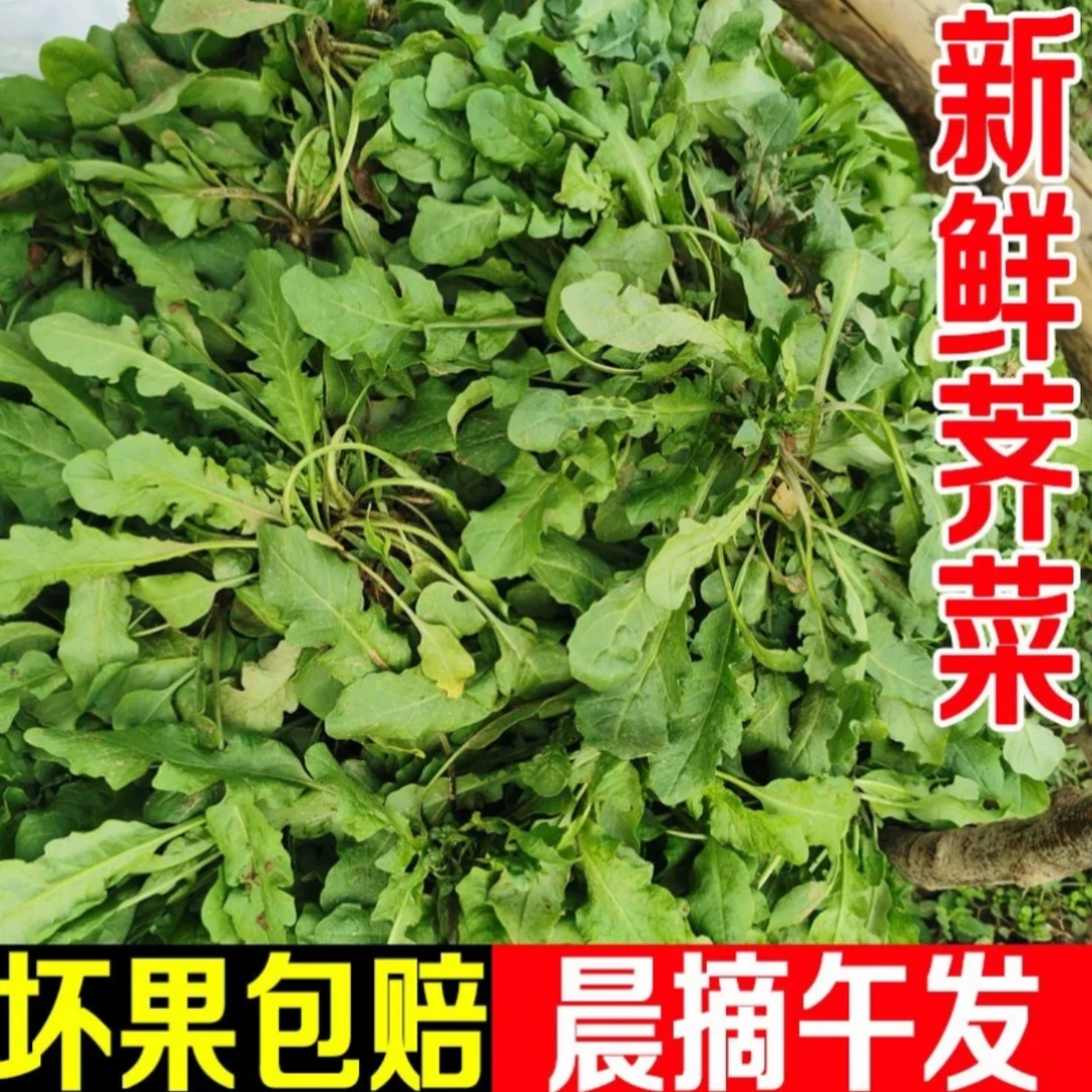 【早上挖下午发】地头现挖野生荠菜新鲜天然野菜农家野菜包包子饺子