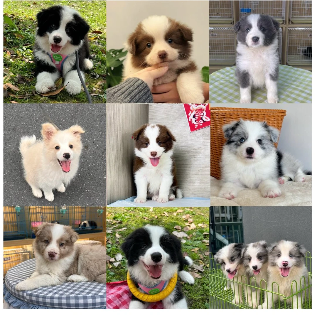 胜崽边境牧羊犬活体宠物专用链接