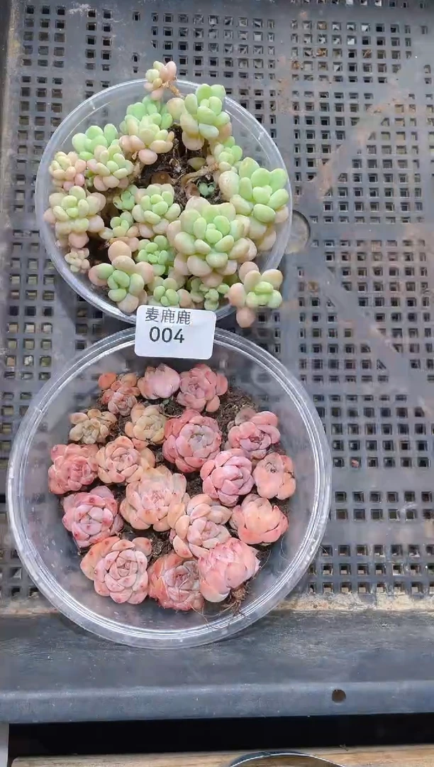 004开播福利