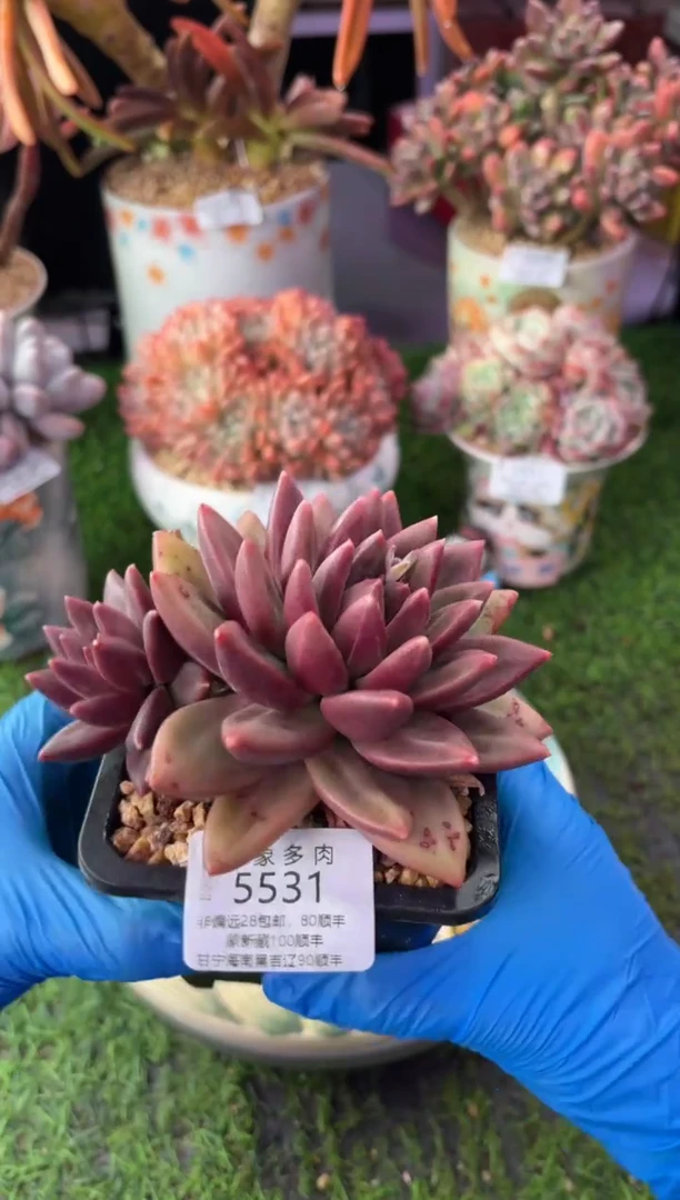 昆明印象多肉5531