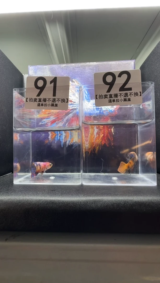 斗鱼母鱼编号：91-92