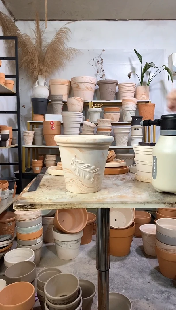 20*19玛奇朵橄榄枝 1盆无托