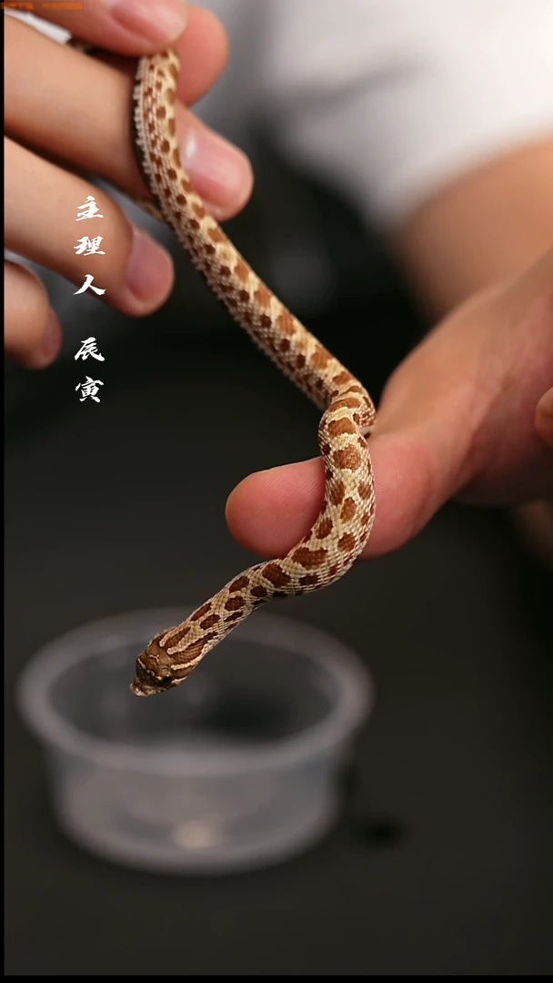 跳蛛辰寅爬行工作室/宠物蛇/