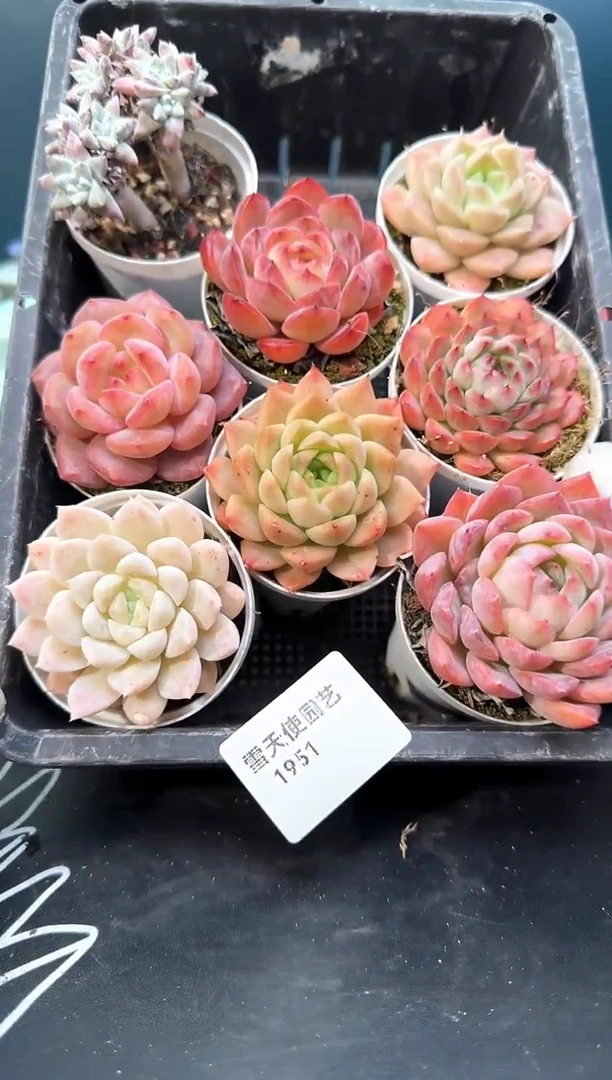 19   51  多肉8 颗