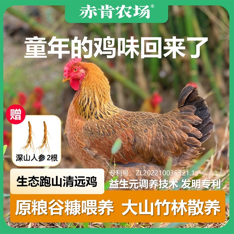 【2只生态土鸡】散养365天散养跑山老母鸡只正宗土鸡专卖