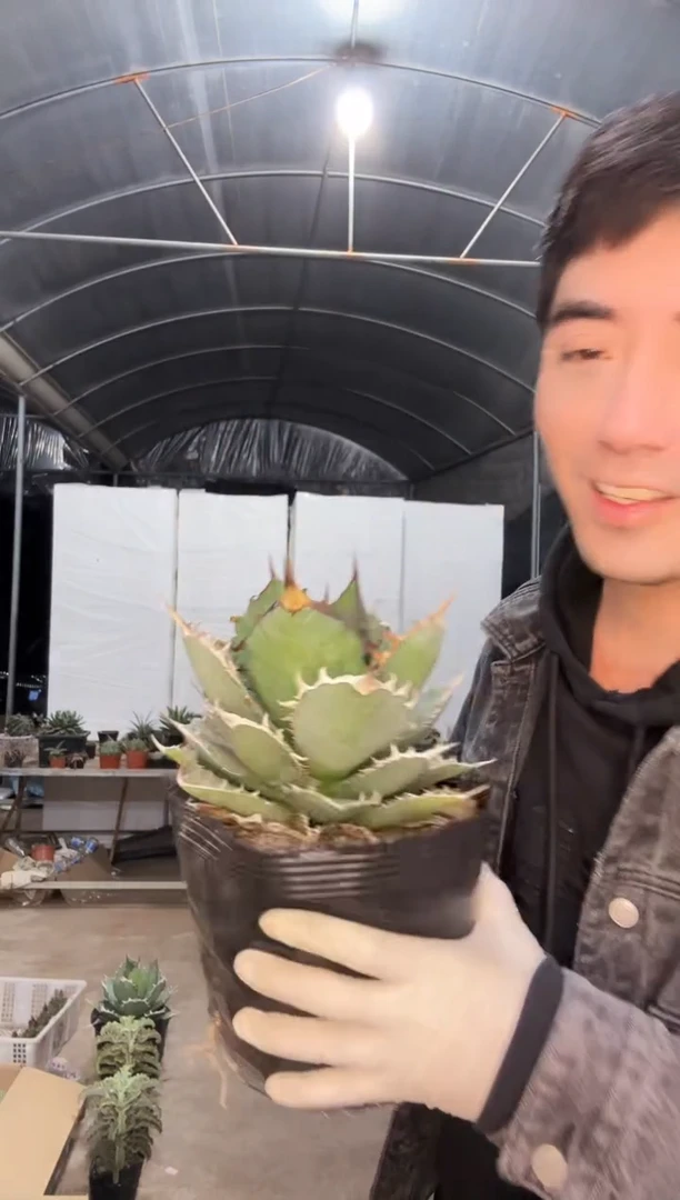 【闪购商品】南霸王11