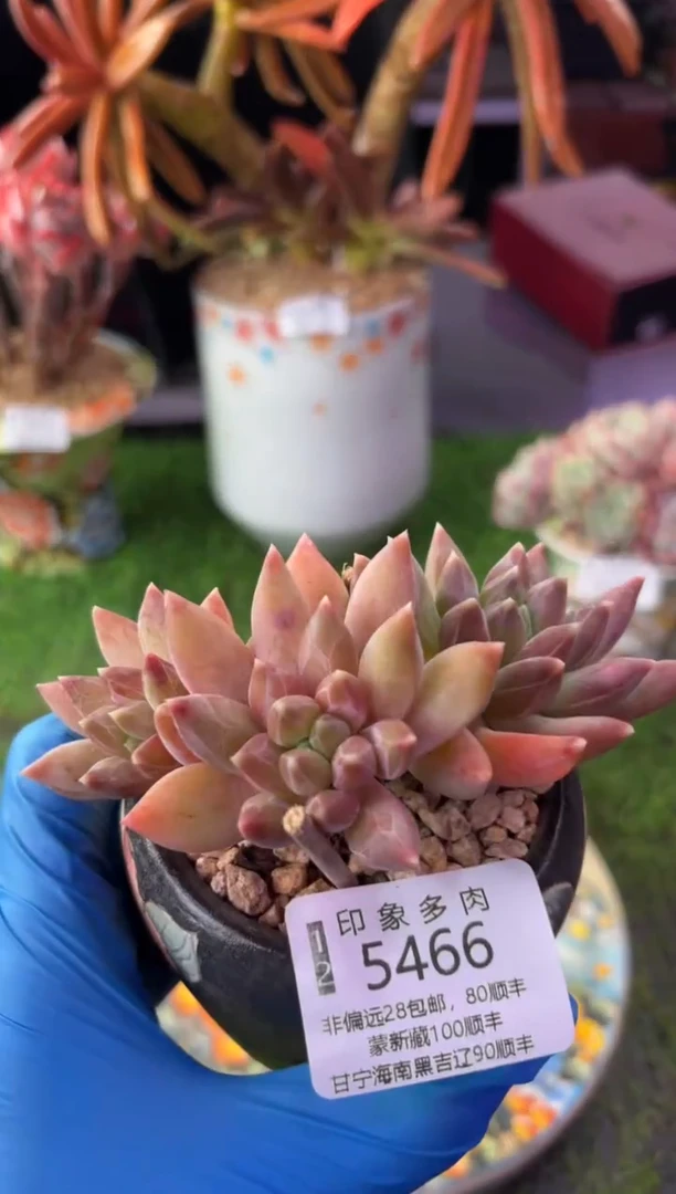 昆明印象多肉5466