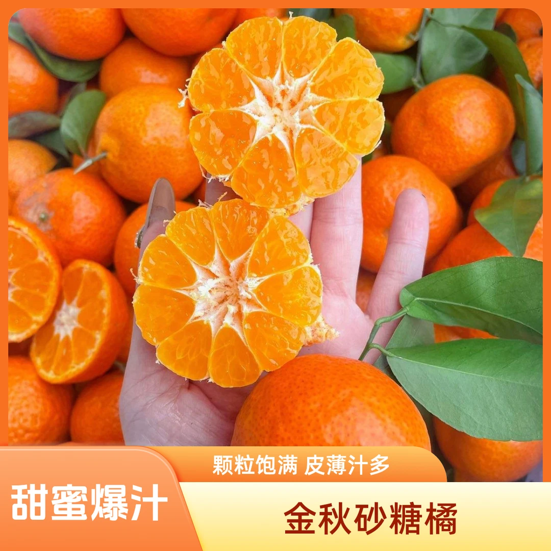 【韩美丽专属】金秋砂糖橘 颗粒饱满 皮薄汁多 甜蜜满足
