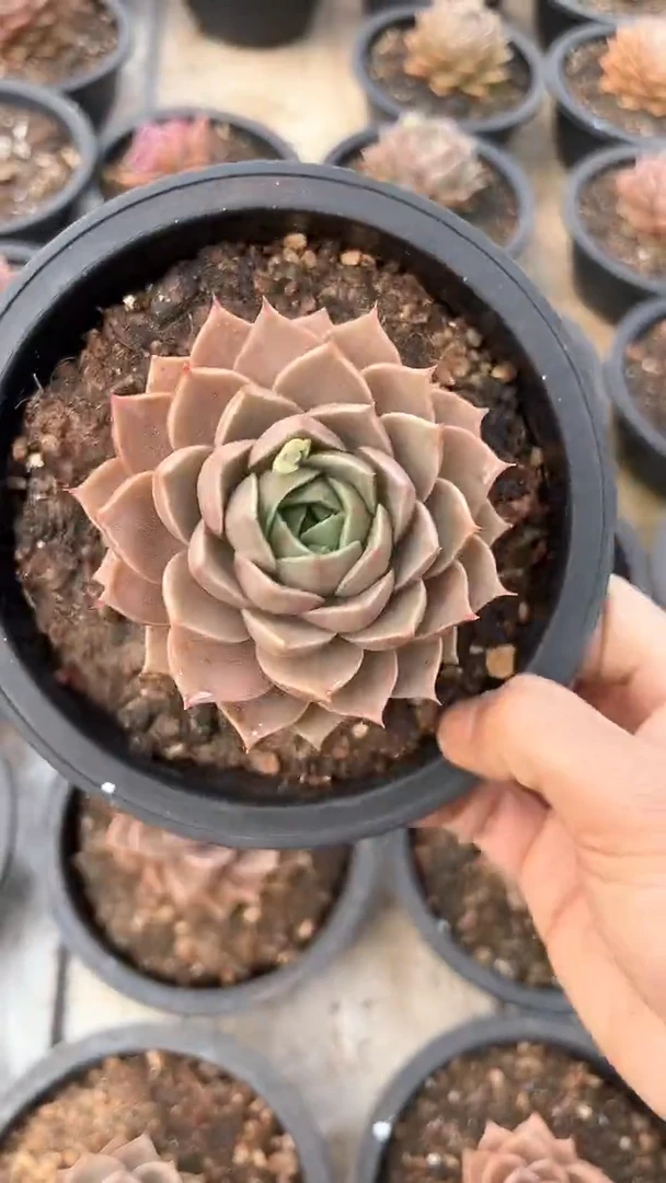 【闪购商品】老桩单头帕帕玫瑰多肉