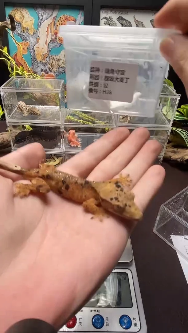 睫角守宫鳞与尾 Scale Tail 爬宠HJ6