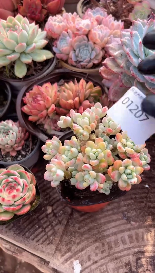 ^****^多肉植物一物一拍01207