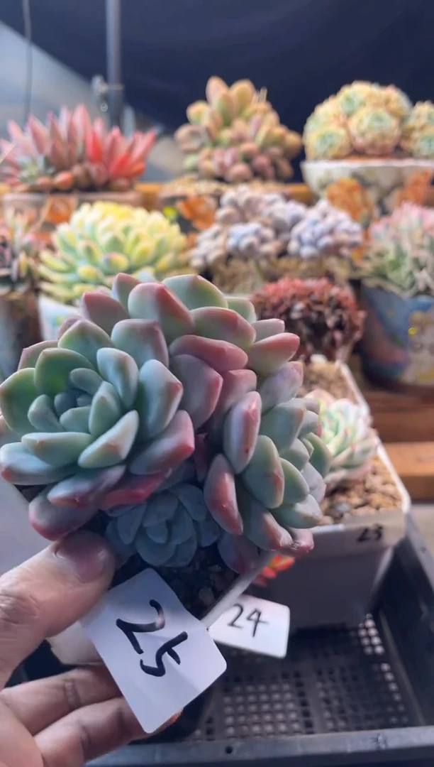 25冰玉11111111111111