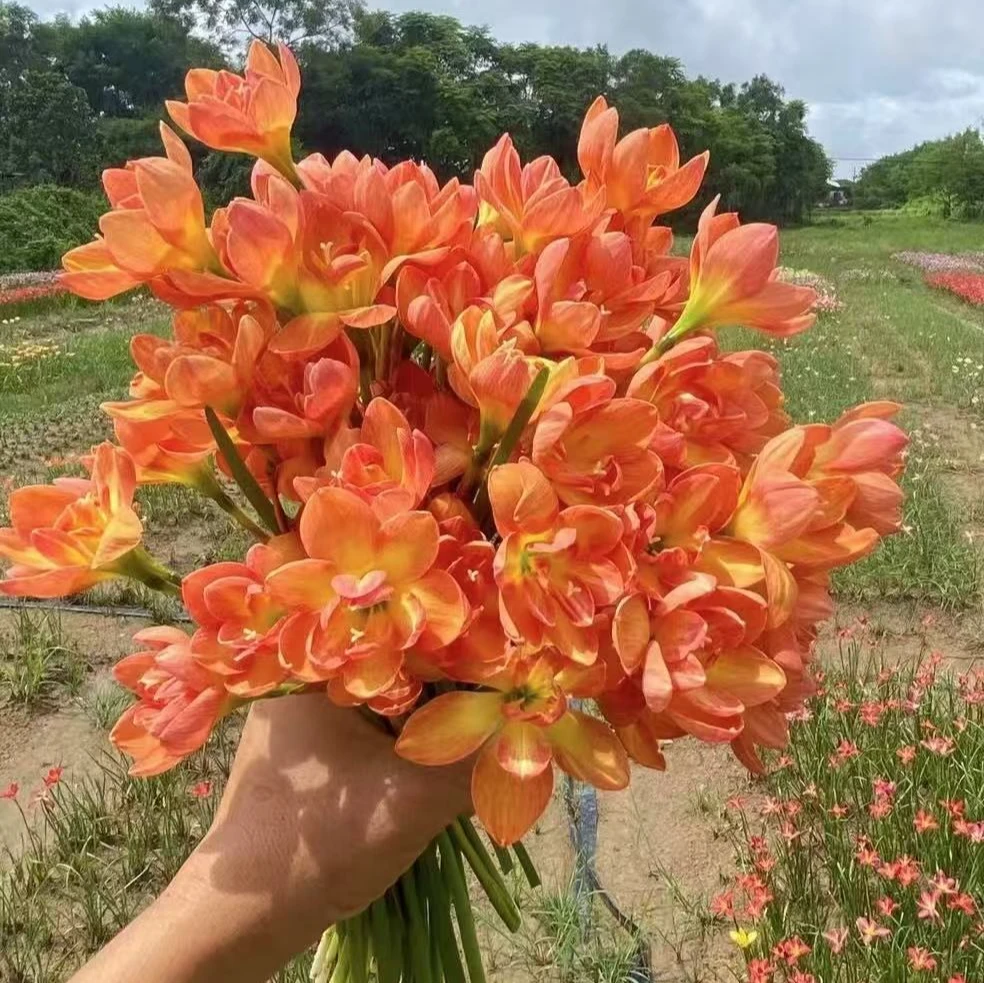 旺奇拉 重瓣重瓣风雨兰种球 盆栽地栽耐高温室内花卉