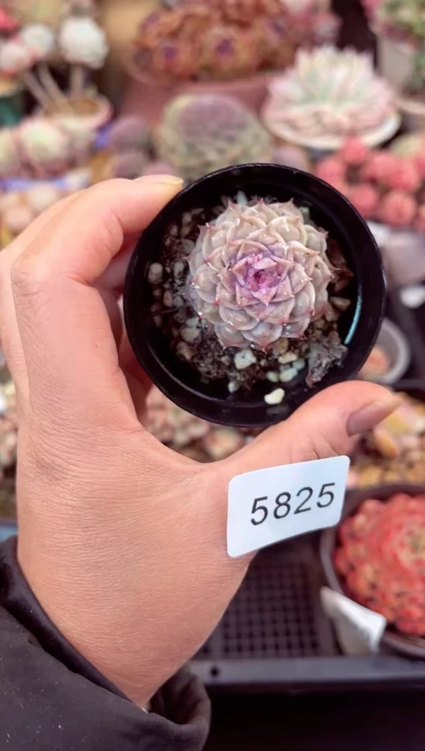 【闪购商品】5825单头留财多肉