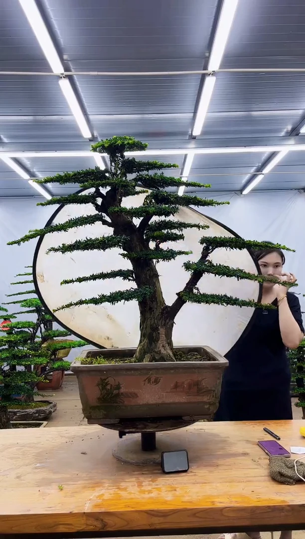 无花朵阿*一物一拍，所见即所得