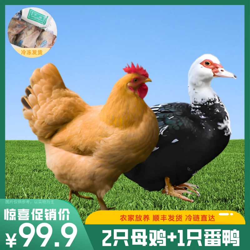 【到手三只】买两只老母鸡送一只（净膛）番鸭 农家散养土鸡 到手3只 宰杀好10斤顺丰包邮  包冰率不含冰