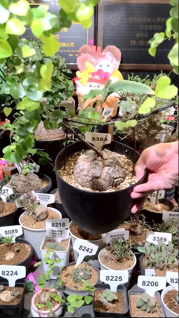 8269号0103精品植物南非龟甲龙单颗