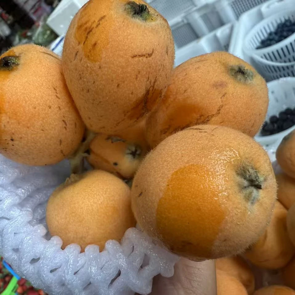 德宏高山大五星枇杷4.8一斤