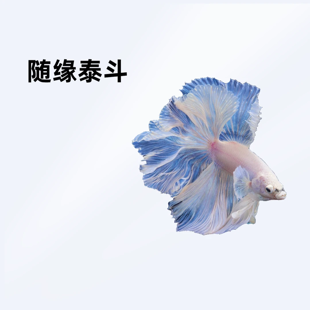 A15（337-360）随缘泰斗小型热带观赏鱼（直播间选鱼）