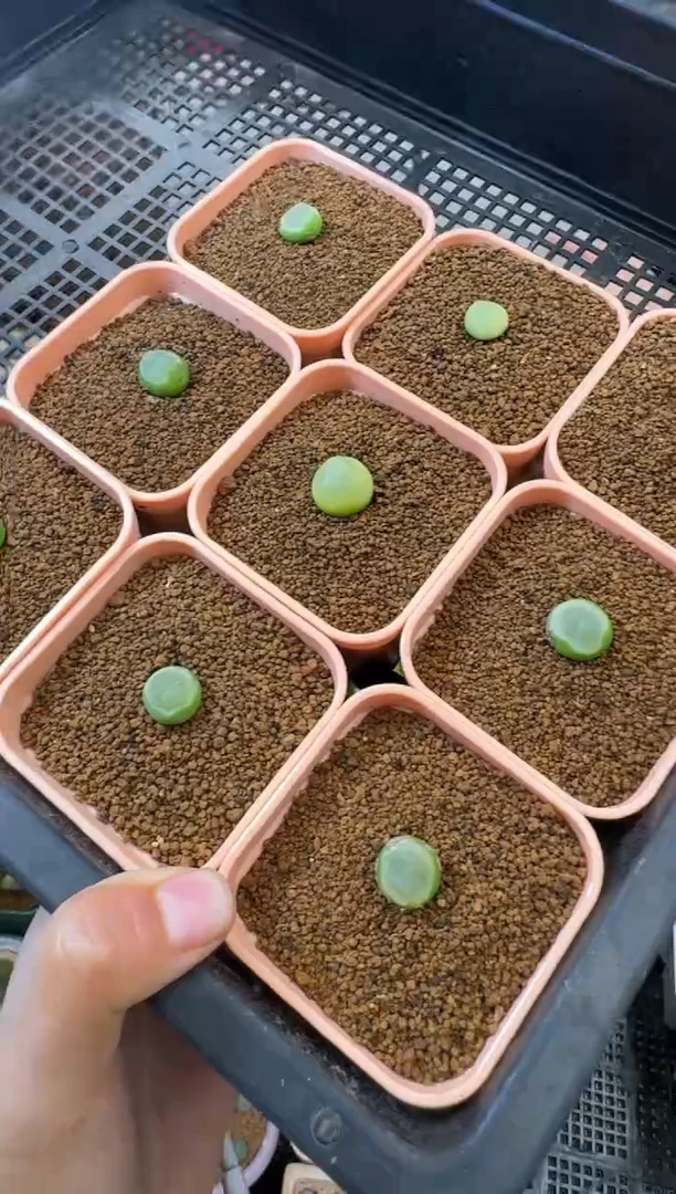 【闪购商品】31-3拉登2606一颗