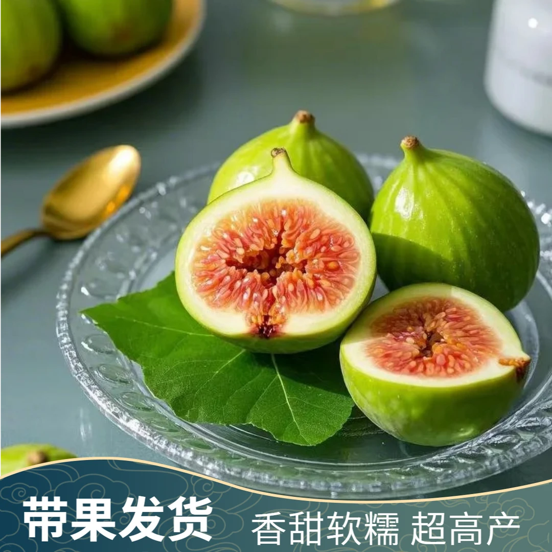 无花果树盆栽果苗 四季南北方种植 带果发货  阳台地栽