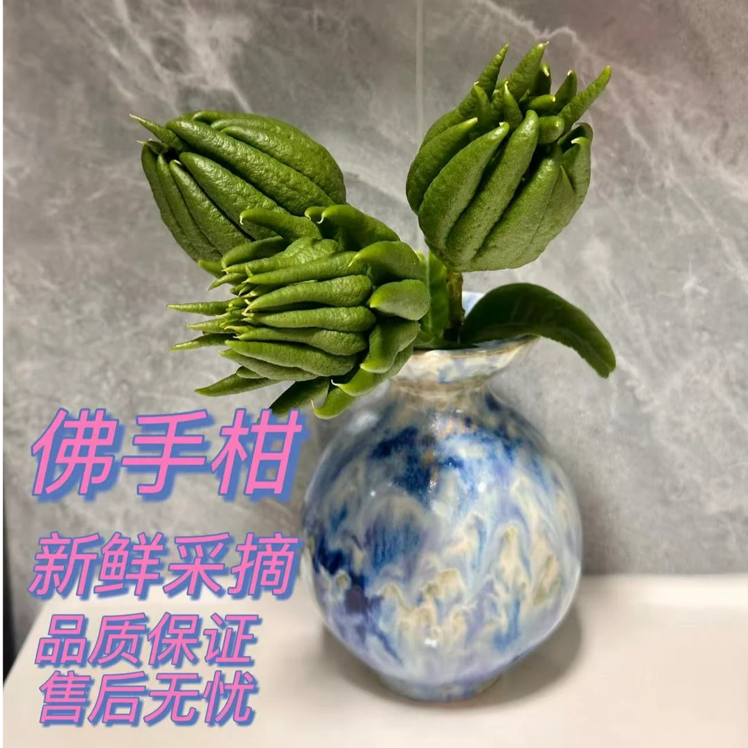 【东施专属】新鲜现摘佛手柑佛手果观赏闻香食用室内绿植