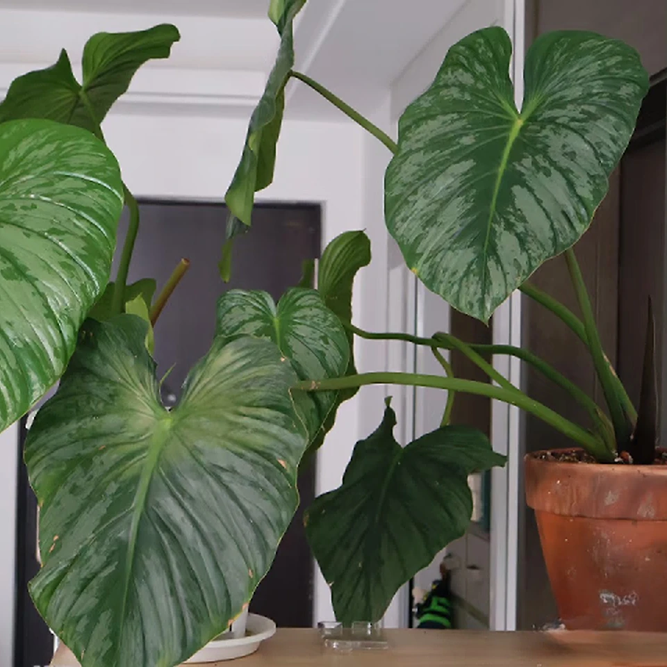 银斑帕斯塔蔓绿绒ins风网红好养室内桌面创意观叶绿植