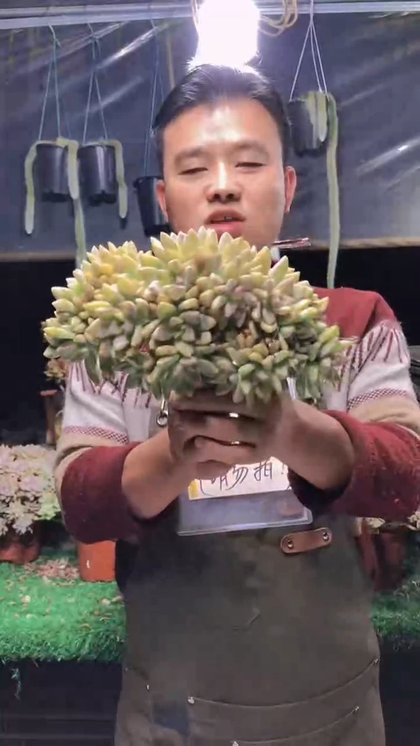 140淡雪缀化一物一拍