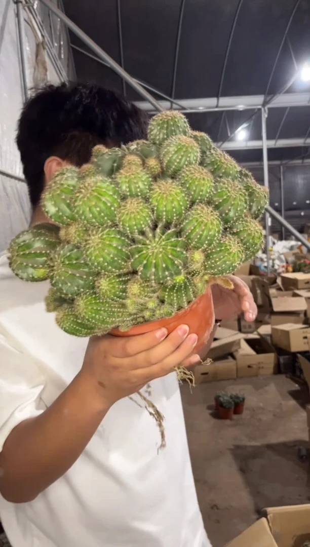 超大群生 席克氏彩草