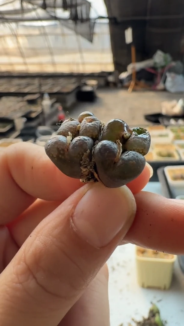 【闪购商品】17-377