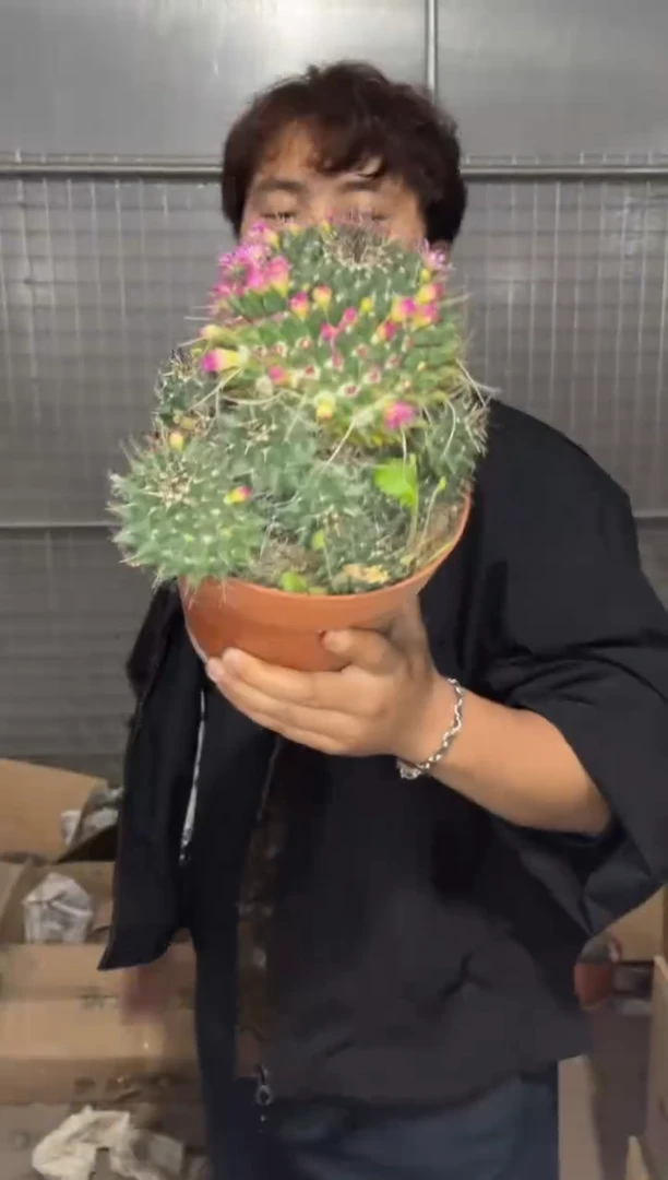 大号 白龙王【带根】