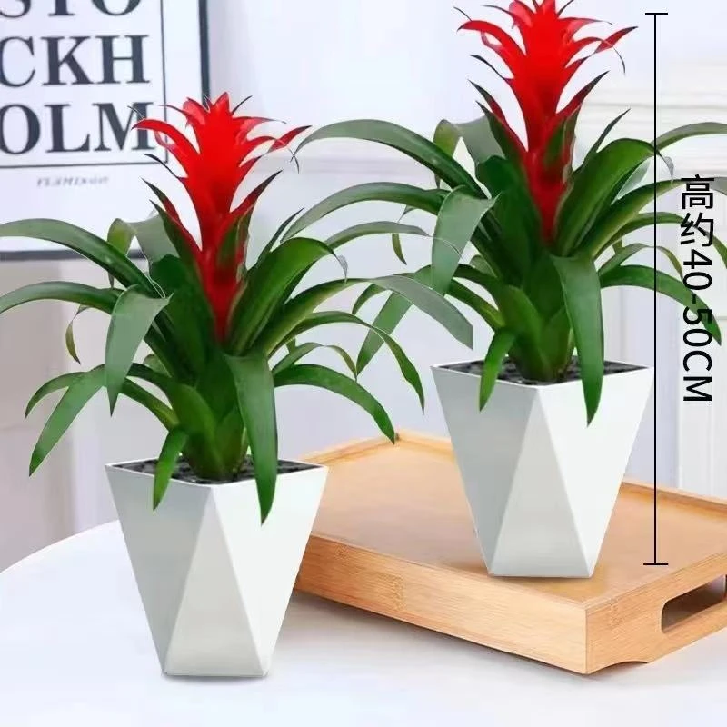 [买一送一]鸿运当头盆栽凤梨花卉鲜花绿花植物水养盆栽