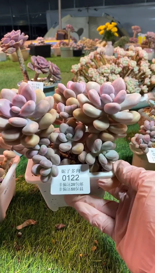 【闪购商品】0122a