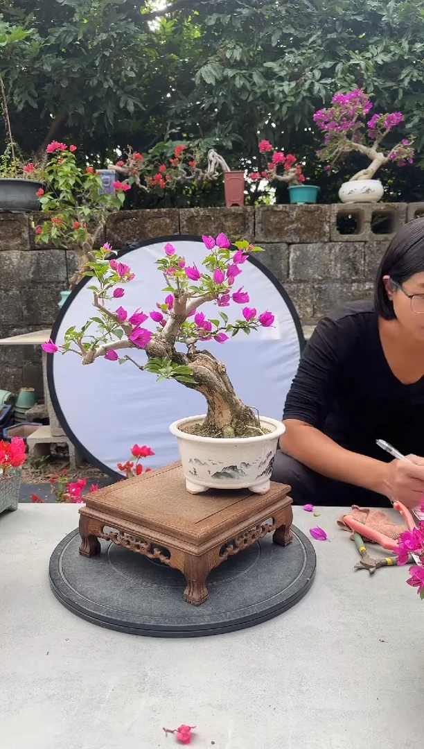 养****?三角梅小叶紫