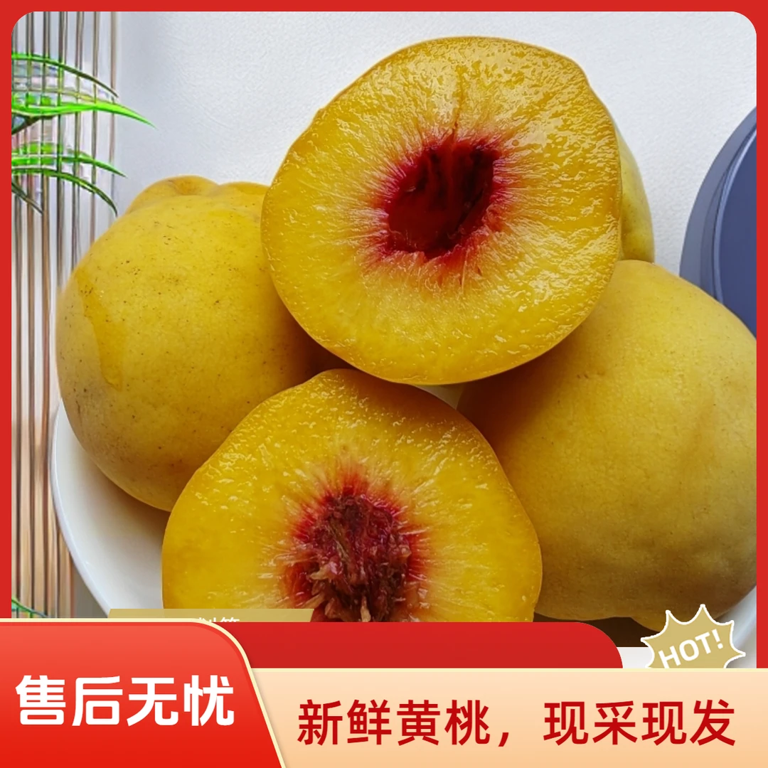 现摘现发海拔600米种植当季头茬寿岳黄桃新鲜时令高山水果