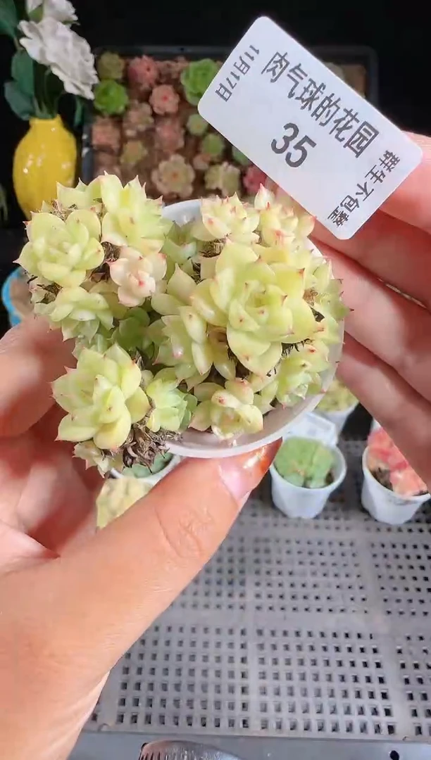 1117-35群生不包整