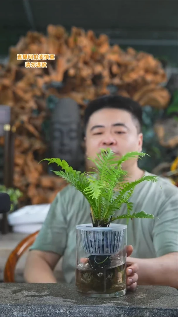 完全开放富贵蕨410+