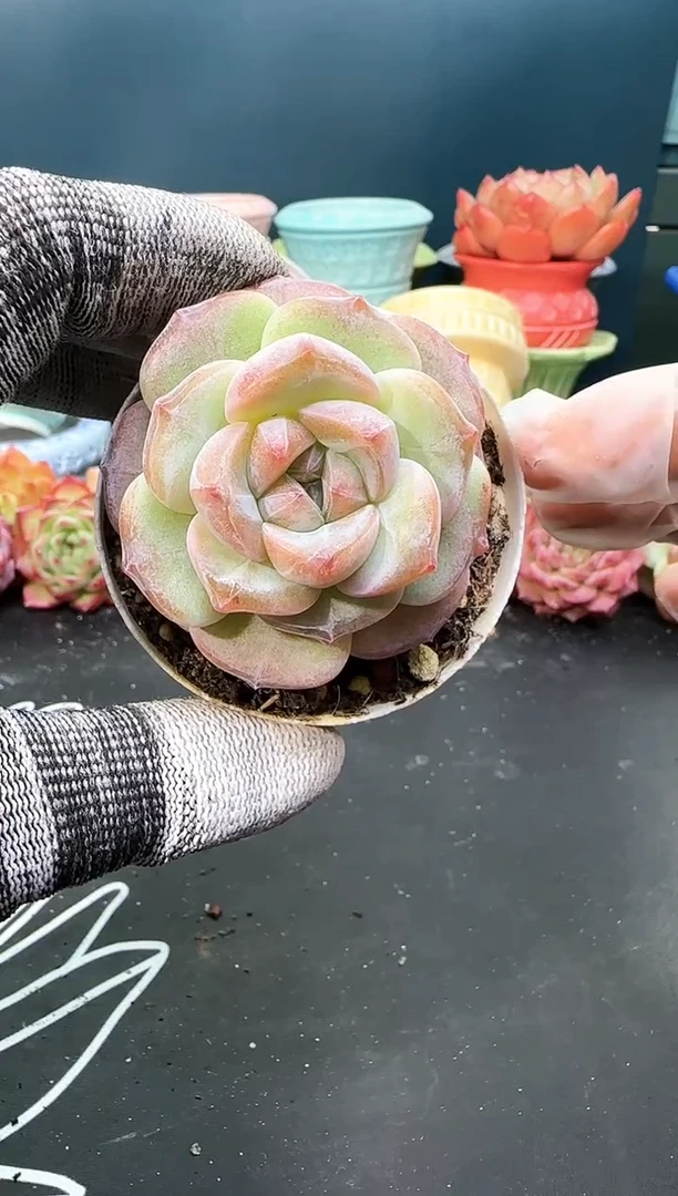 3   021 雪天使杂 （冠幅 5.5 cm）