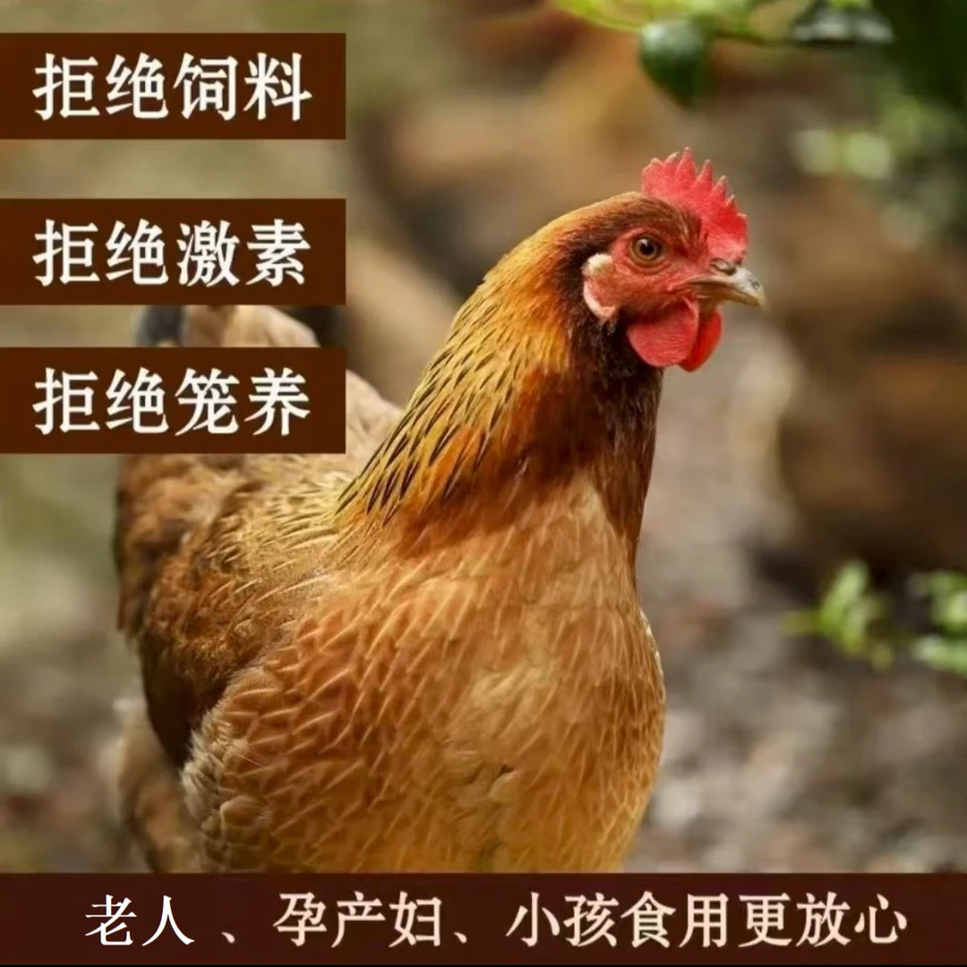 【新人尝鲜】青脚跑山鸡黄油老母鸡单只