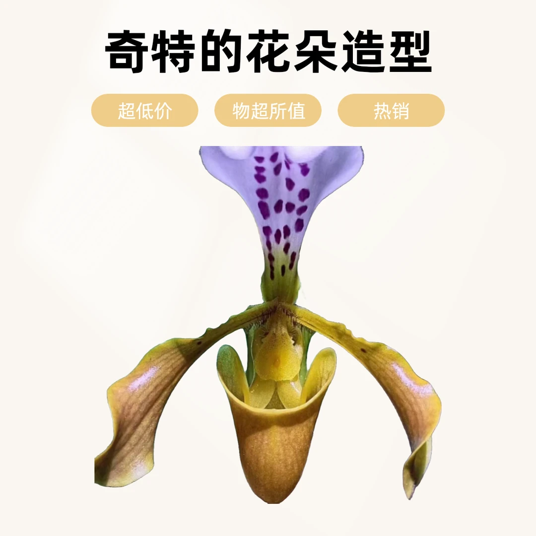 格力兜兰盆栽花型奇特适合办公室桌面及室内外阳台种植