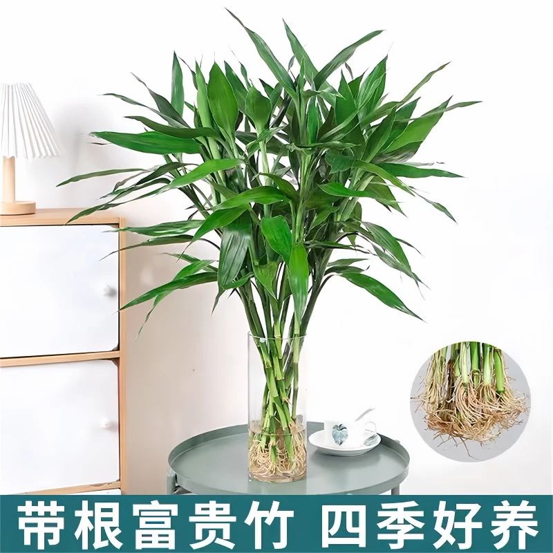 带根富贵竹水培植物水养水竹客厅室内绿萝招财树盆栽绿植花卉好养