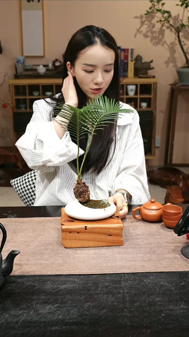 木香樟木原木异形底座1543