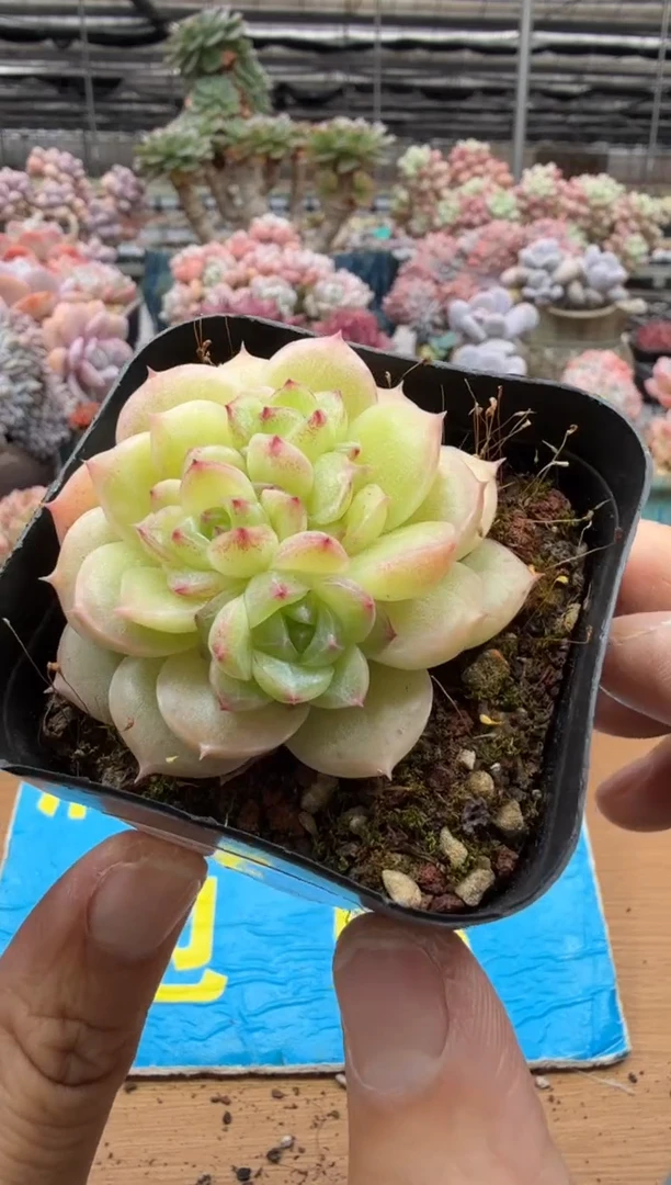 东云多肉园二店-365