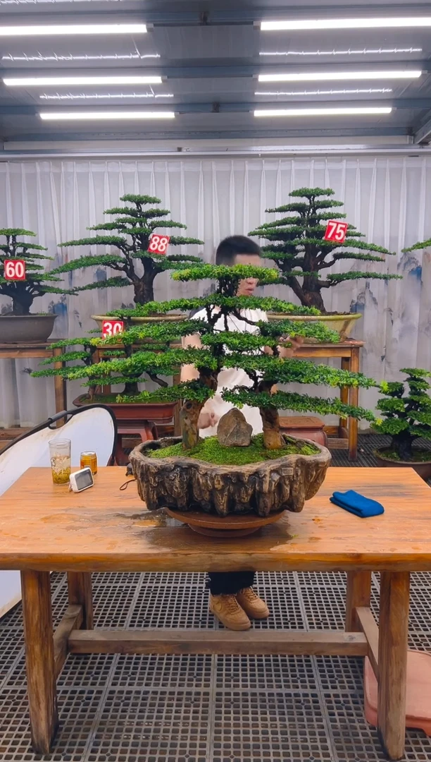 无花朵看**水精品盆景直播间一物一拍