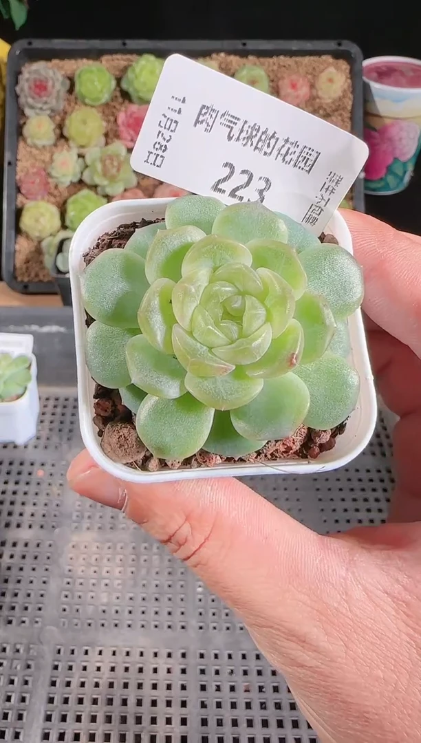 多肉1128-223无尽灯群生不包整